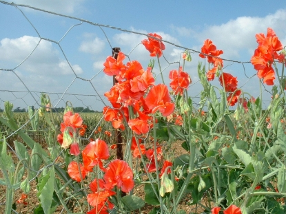 Picture of Sweet Pea Single Colours - Red Ace